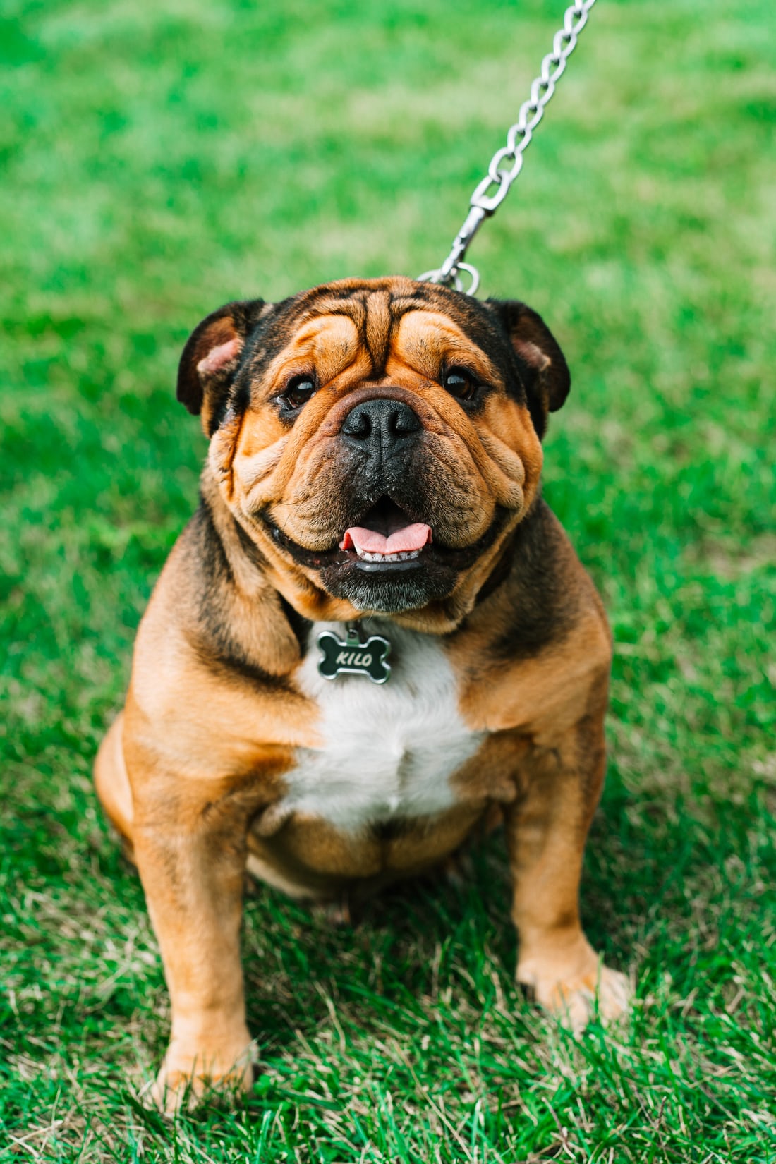 Pourquoi devriez-vous posséder un chien